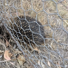 Tachyglossus aculeatus (Short-beaked Echidna) at Hackett, ACT - 9 Nov 2024 by WalterEgo