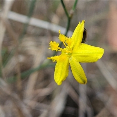 Tricoryne elatior (Yellow Rush Lily) at Hawker, ACT - 9 Nov 2024 by sangio7