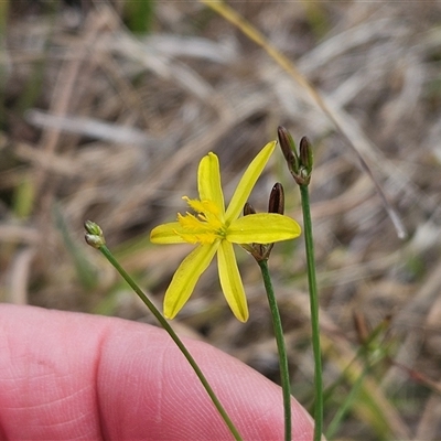 Tricoryne elatior (Yellow Rush Lily) at Hawker, ACT - 9 Nov 2024 by sangio7