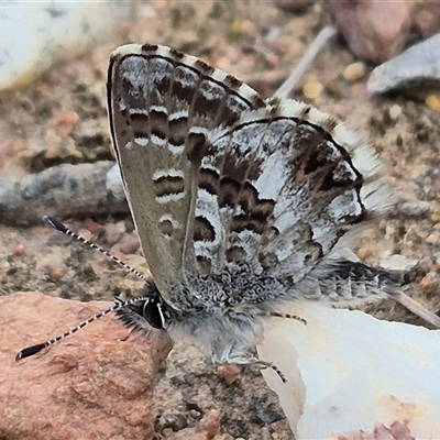 Neolucia agricola (Fringed Heath-blue) at Bungendore, NSW - 9 Nov 2024 by clarehoneydove