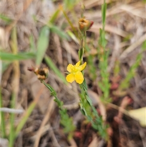 Hypericum gramineum at Hawker, ACT - 9 Nov 2024 02:25 PM