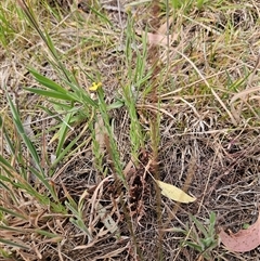 Hypericum gramineum at Hawker, ACT - 9 Nov 2024 02:25 PM