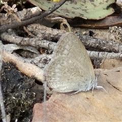 Zizina otis (Common Grass-Blue) at Bungendore, NSW - 9 Nov 2024 by clarehoneydove