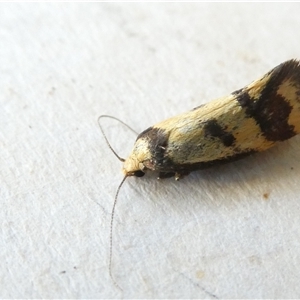 Olbonoma triptycha at Belconnen, ACT - 8 Nov 2024 06:05 AM