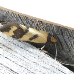 Olbonoma triptycha at Belconnen, ACT - 8 Nov 2024 06:05 AM