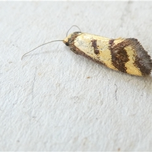 Olbonoma triptycha at Belconnen, ACT - 8 Nov 2024 06:05 AM