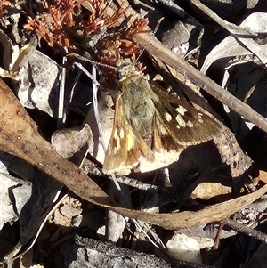 Trapezites phigalia at Bungendore, NSW - suppressed