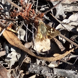 Trapezites phigalia at Bungendore, NSW - suppressed