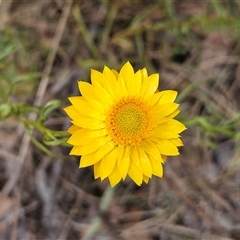 Xerochrysum viscosum (Sticky Everlasting) at Hawker, ACT - 9 Nov 2024 by sangio7