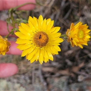 Xerochrysum viscosum at Hawker, ACT - 9 Nov 2024