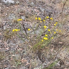 Xerochrysum viscosum at Hawker, ACT - 9 Nov 2024