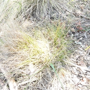 Carex inversa at Belconnen, ACT - 9 Nov 2024 12:52 PM