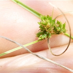 Carex inversa at Belconnen, ACT - 9 Nov 2024 12:52 PM