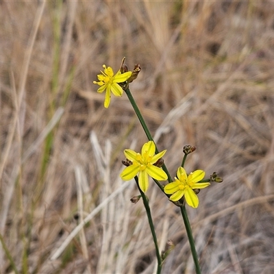 Tricoryne elatior (Yellow Rush Lily) at Hawker, ACT - 9 Nov 2024 by sangio7