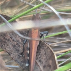 Goniaea opomaloides (Mimetic Gumleaf Grasshopper) at Bungendore, NSW - 9 Nov 2024 by clarehoneydove