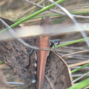 Goniaea opomaloides at Bungendore, NSW - suppressed