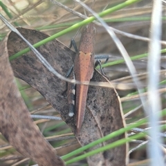 Goniaea opomaloides at Bungendore, NSW - suppressed