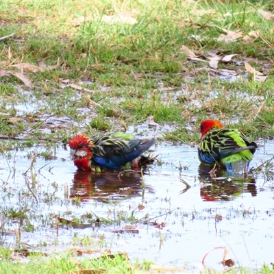 Platycercus eximius (Eastern Rosella) at Urana, NSW - 5 Nov 2024 by MB