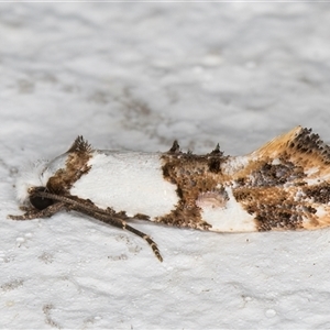 Monopis meliorella at Melba, ACT - 6 Nov 2024 08:42 PM