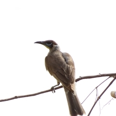 Philemon corniculatus (Noisy Friarbird) at Urana, NSW - 5 Nov 2024 by MB