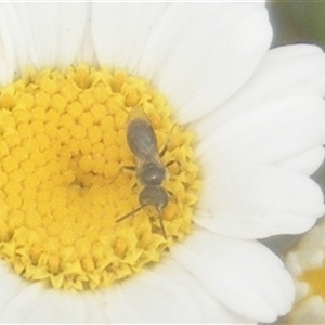 Lasioglossum (Homalictus) sp. (genus & subgenus) at Fyshwick, ACT - 9 Nov 2024