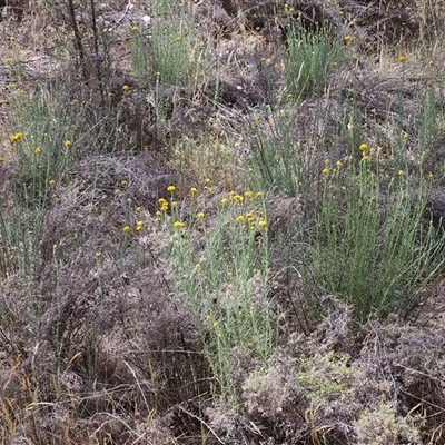 Chrysocephalum semipapposum (Clustered Everlasting) at Hawker, ACT - 9 Nov 2024 by sangio7