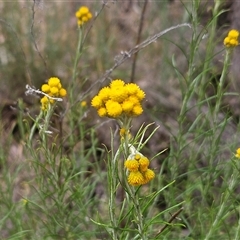 Chrysocephalum semipapposum at Hawker, ACT - 9 Nov 2024 02:40 PM