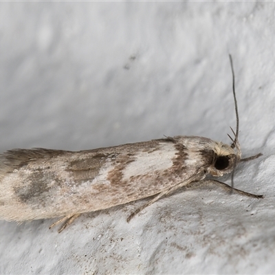 Unidentified Concealer moth (Oecophoridae) at Melba, ACT - 6 Nov 2024 by kasiaaus