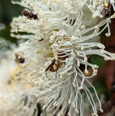 Bibio imitator at Mount Kembla, NSW - 9 Nov 2024 by BackyardHabitatProject