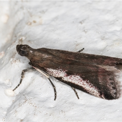 Assara subarcuella (Phycitinae) at Melba, ACT - 6 Nov 2024 by kasiaaus