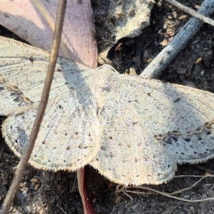 Taxeotis intextata at Bungendore, NSW - suppressed