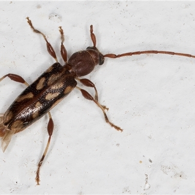 Bethelium diversicorne (Wattle Longhorn) at Melba, ACT - 6 Nov 2024 by kasiaaus