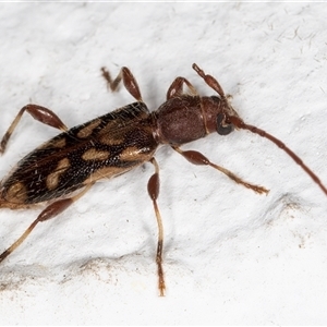 Bethelium diversicorne at Melba, ACT - 6 Nov 2024 08:45 PM