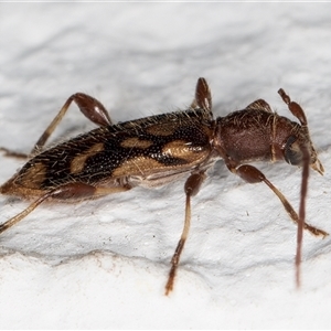 Bethelium diversicorne at Melba, ACT - 6 Nov 2024 08:45 PM