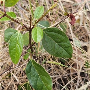 Viburnum tinus at Hawker, ACT - 9 Nov 2024 02:42 PM