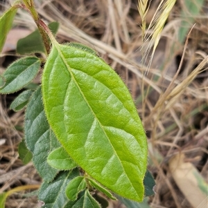 Viburnum tinus at Hawker, ACT - 9 Nov 2024