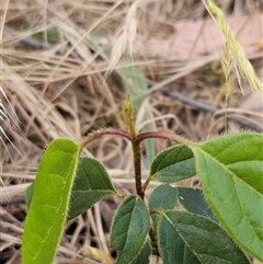 Viburnum tinus at Hawker, ACT - 9 Nov 2024 02:42 PM