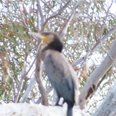 Phalacrocorax carbo (Great Cormorant) at Urana, NSW - 6 Nov 2024 by MB