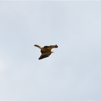 Haliastur sphenurus (Whistling Kite) at Urana, NSW - 5 Nov 2024 by MB