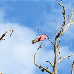 Eolophus roseicapilla (Galah) at Urana, NSW - 6 Nov 2024 by MB