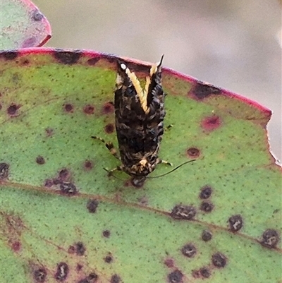 Hypertropha tortriciformis (A Gelechioid moth) at Bungendore, NSW - 9 Nov 2024 by clarehoneydove