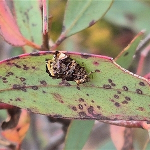 Hypertropha tortriciformis at suppressed - suppressed