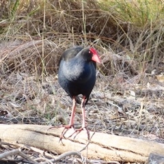 Porphyrio melanotus (Australasian Swamphen) at Urana, NSW - 6 Nov 2024 by MB