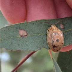 Paropsis atomaria at Bungendore, NSW - suppressed