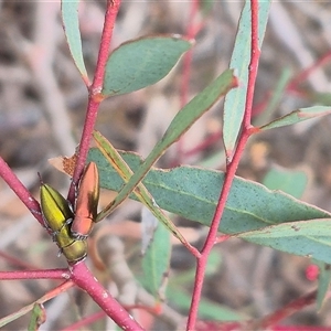 Melobasis propinqua at Bungendore, NSW - 9 Nov 2024