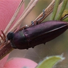 Melobasis propinqua (Propinqua jewel beetle) at Bungendore, NSW - 9 Nov 2024 by clarehoneydove