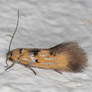 Satrapia thesaurina at Melba, ACT - 6 Nov 2024 08:49 PM