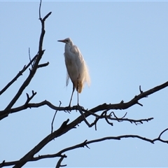 Ardea alba (Great Egret) at Urana, NSW - 5 Nov 2024 by MB