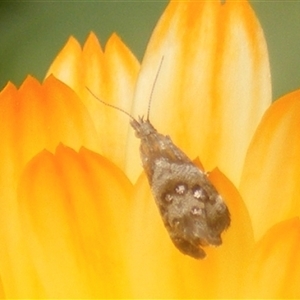 Tebenna micalis at Fyshwick, ACT - 9 Nov 2024