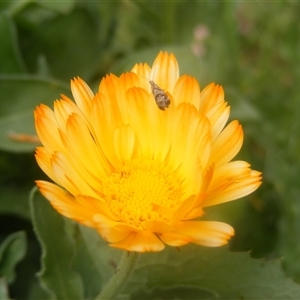 Tebenna micalis at Fyshwick, ACT - 9 Nov 2024